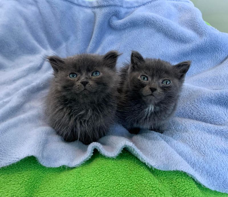 fluffy tiny kittens