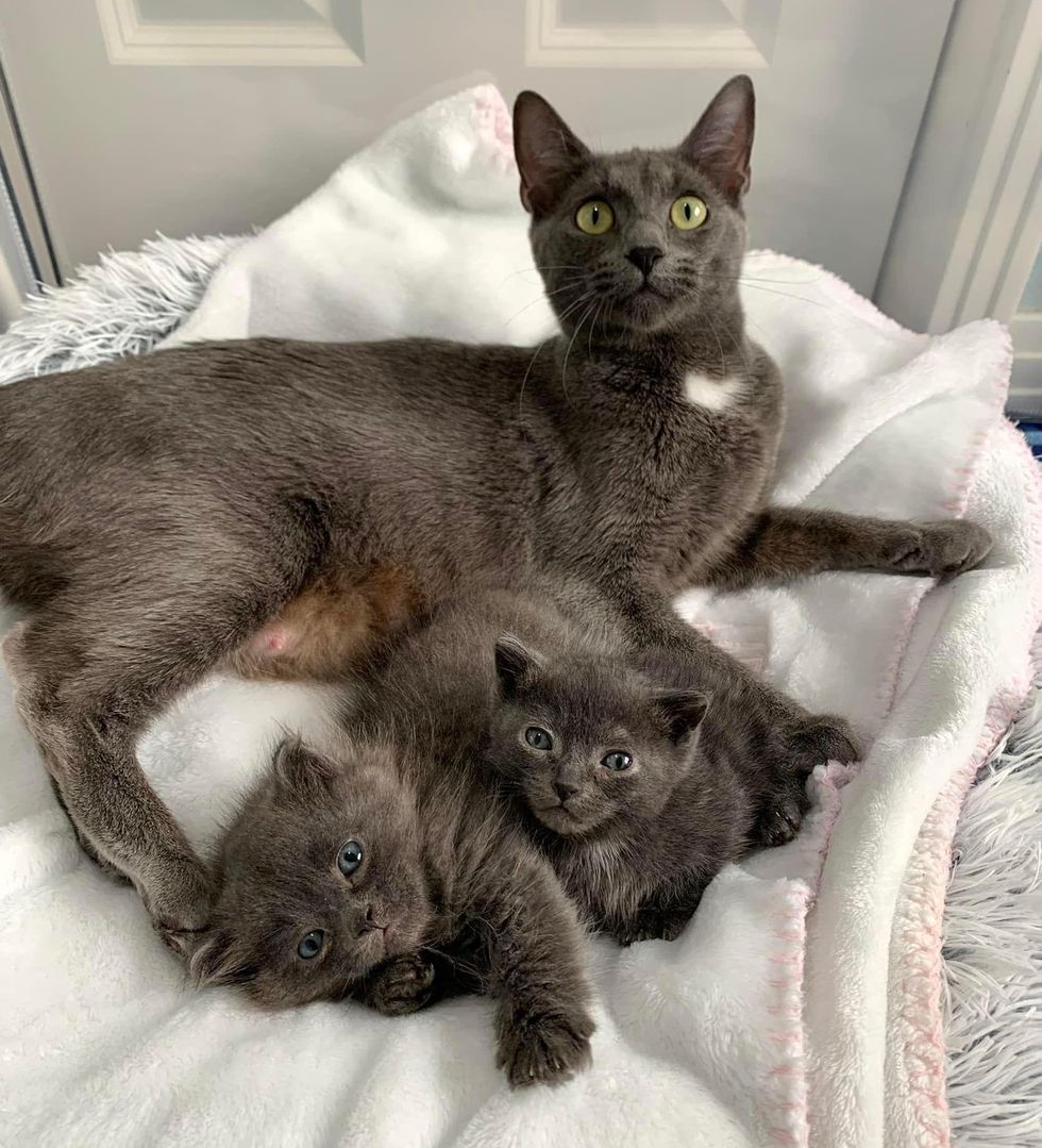 cat mom and grey kittens