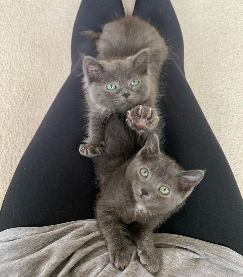 lap kittens