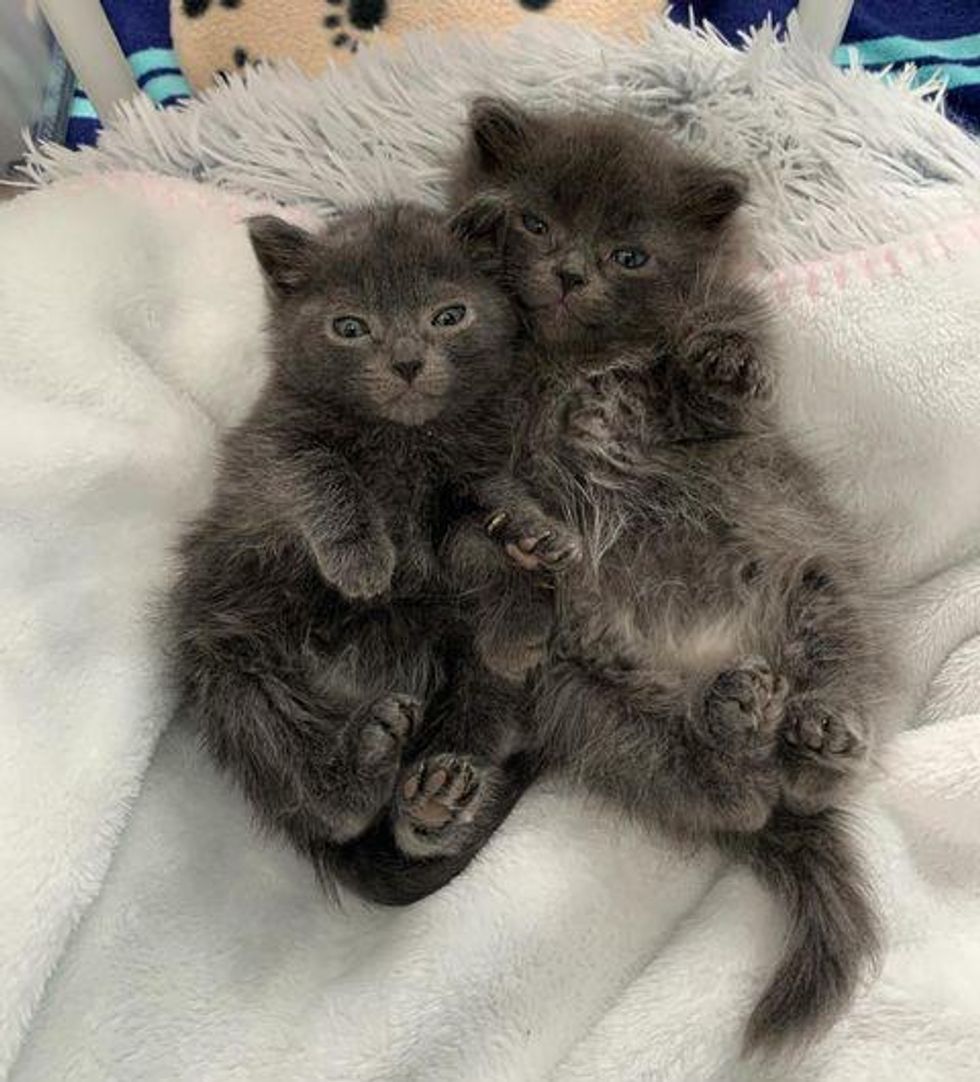 bonded kitten brothers