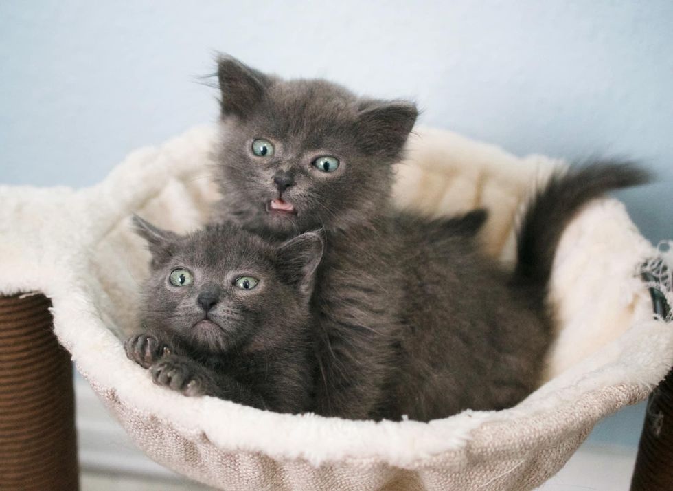 playful grey kittens