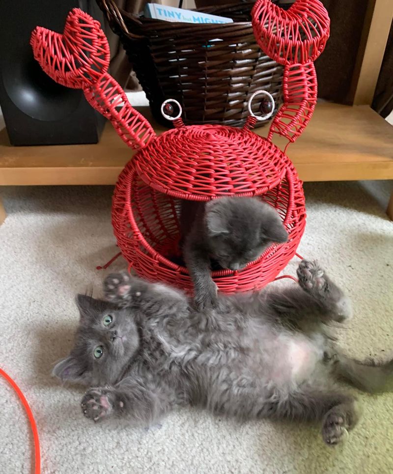 playful grey kittens