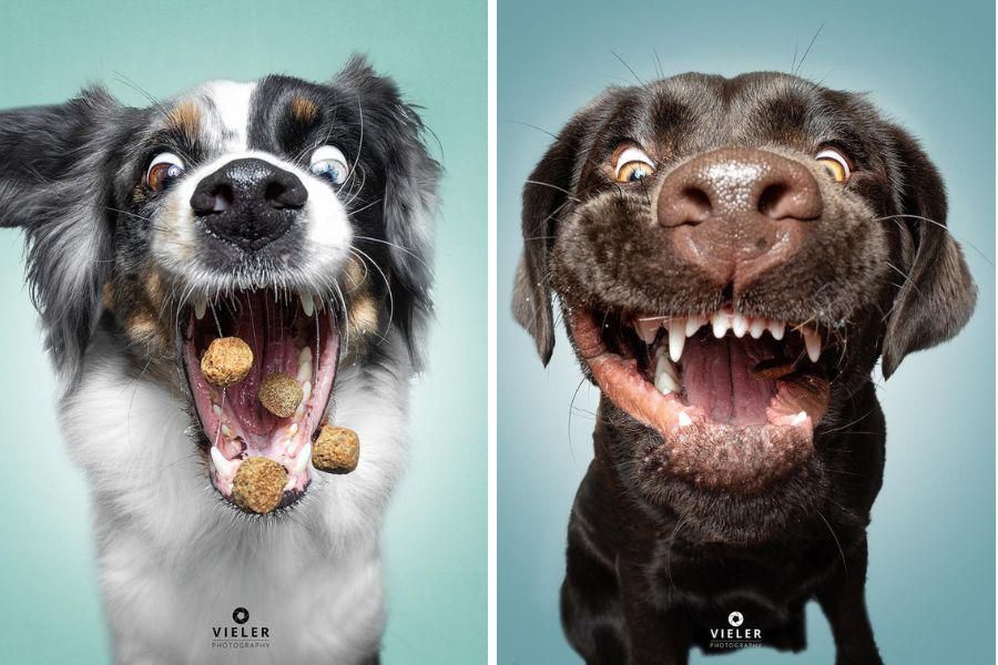 Christian Vieler, dog portraits, dog treats
