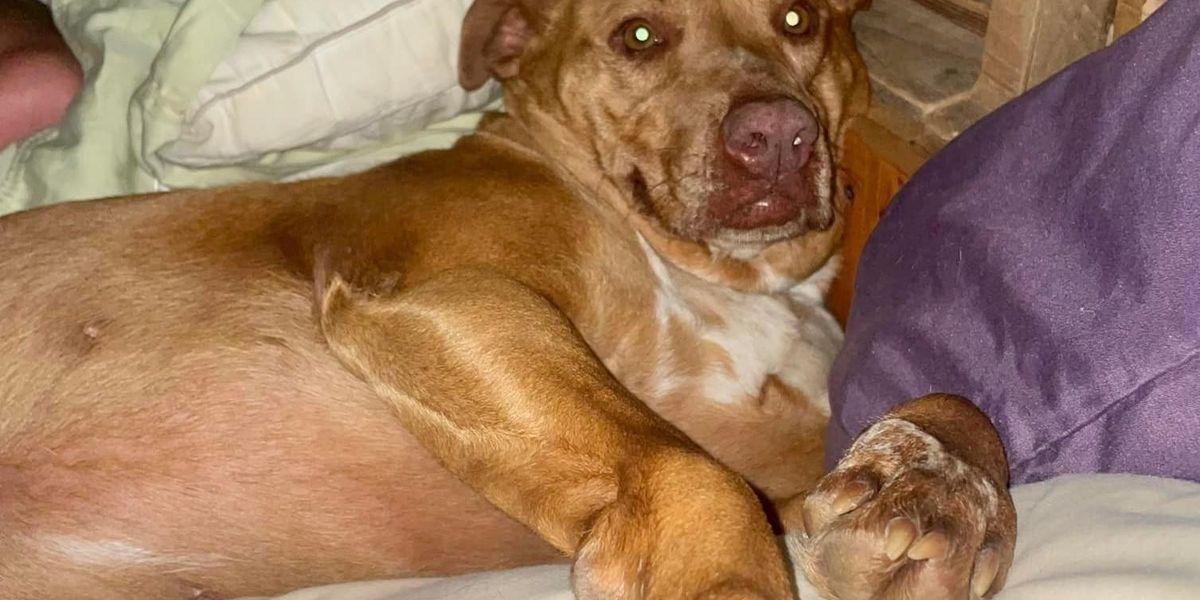 Tennessee couple wakes up to find strange dog that isn't theirs