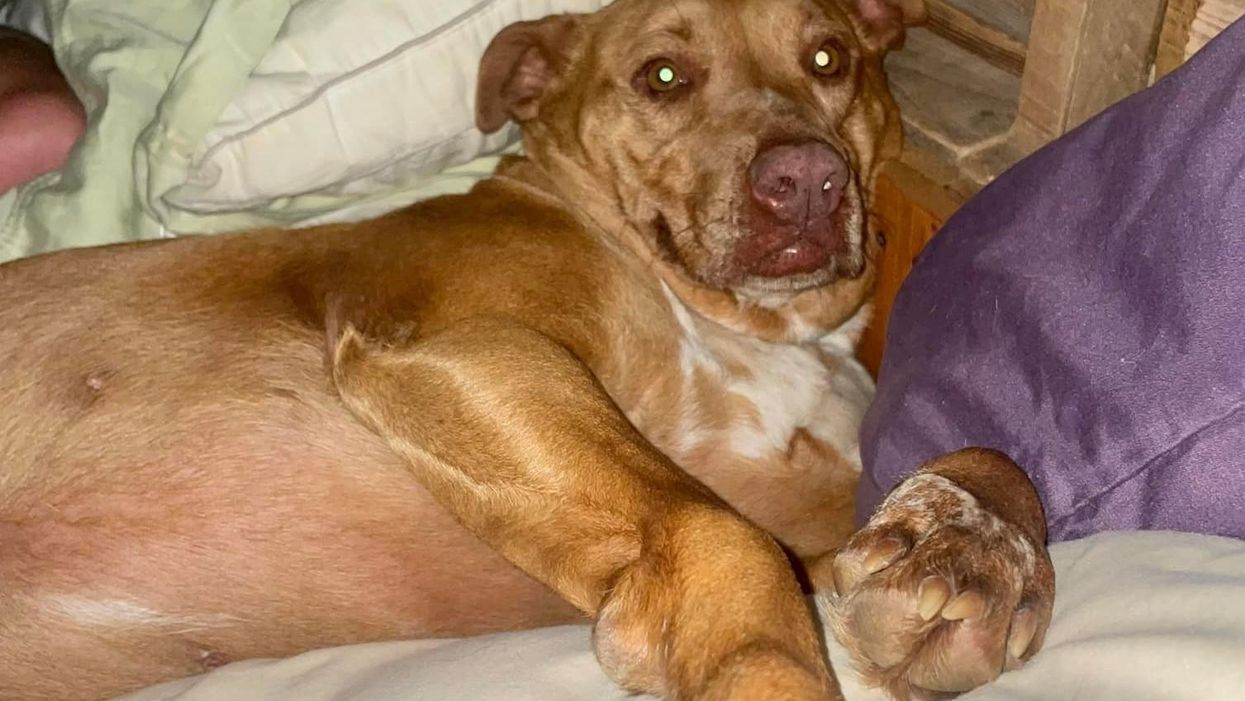 Tennessee couple wakes up to find strange dog that isn't theirs snuggled up in bed with them