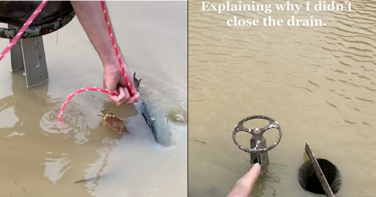 Guy Saves Helpless Turtle Stuck In Flooded Pond's Drain Valve—Only To Be Criticized By TikTok