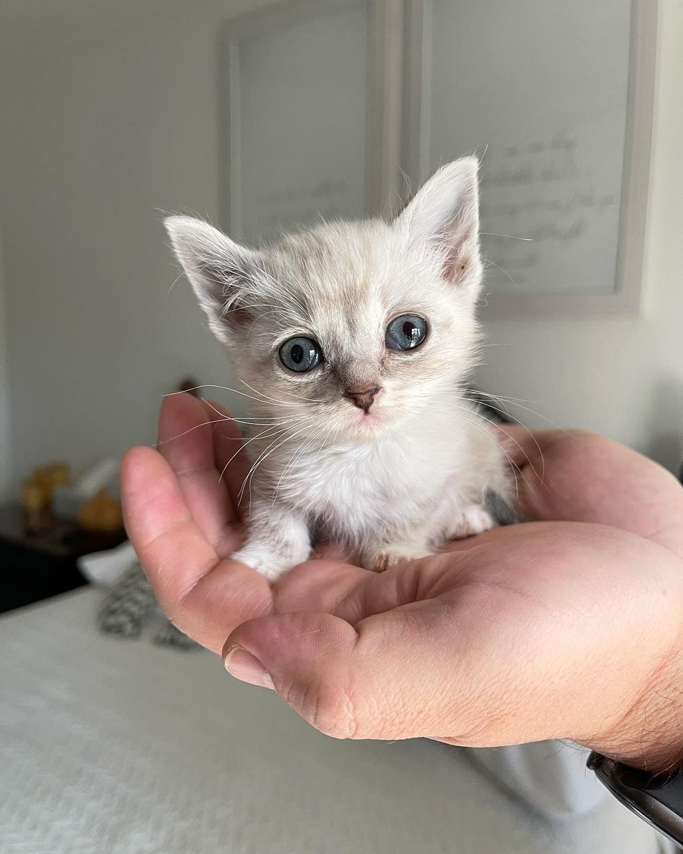 palm-sized kitten