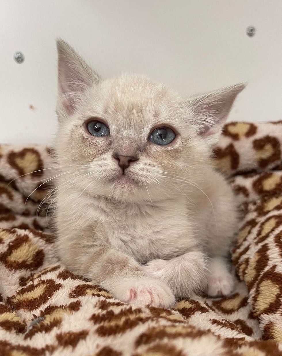 cute siamese kitten mix