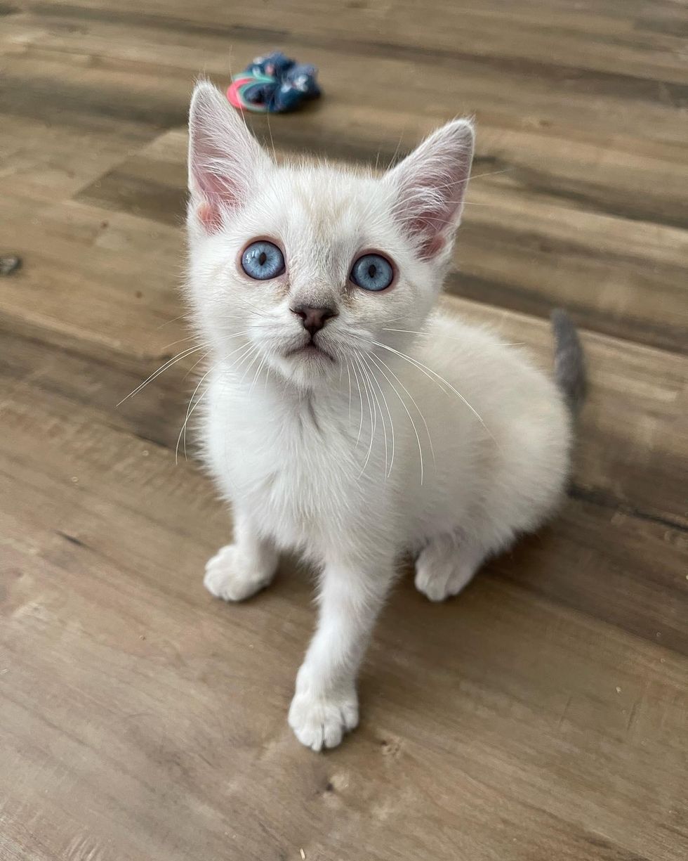 siamese kitten mix