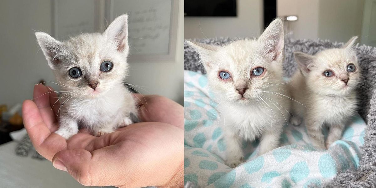 Kittens Found Underneath A House Have Lives Turned Around With The Help 