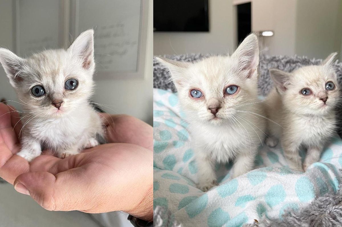 Kittens Found Underneath a House Have Lives Turned Around with the Help of Many Kind People
