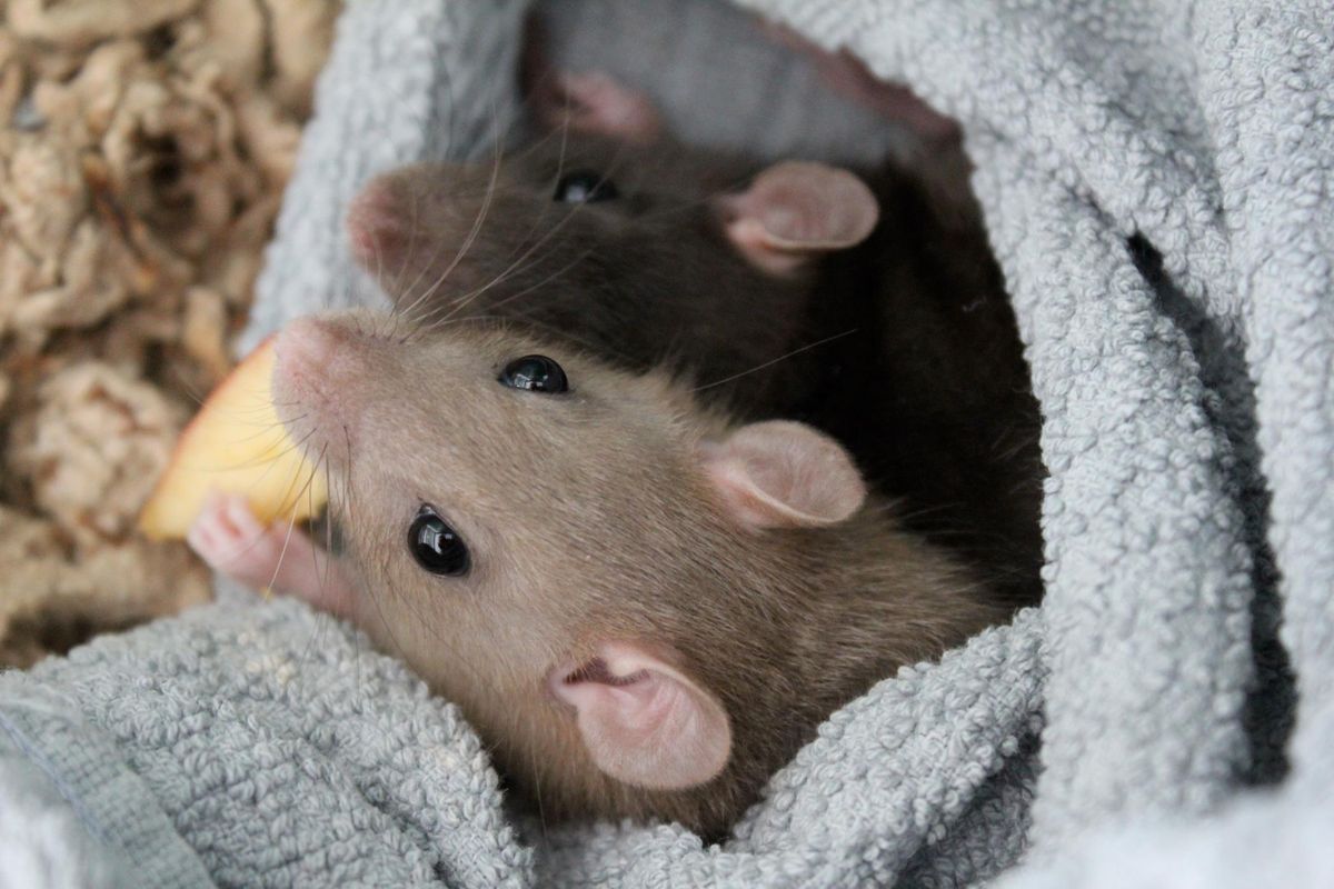 Rat mama brings her babies to her human owner in super sweet viral video