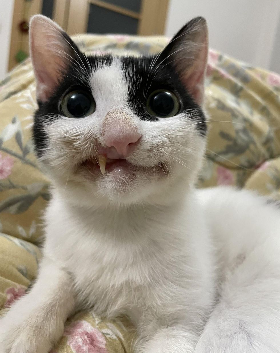 cat with crooked smile
