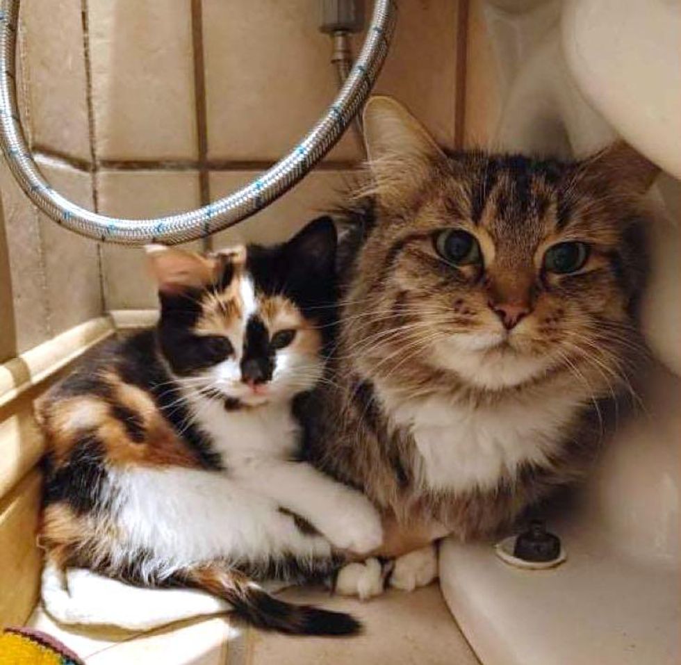 cat huddled with kitten