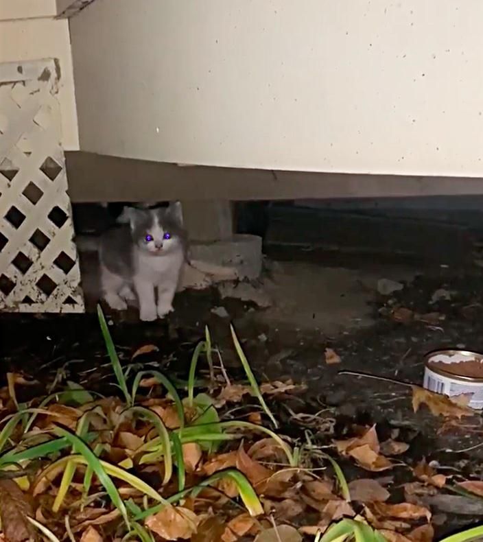 Cat stuck under store house