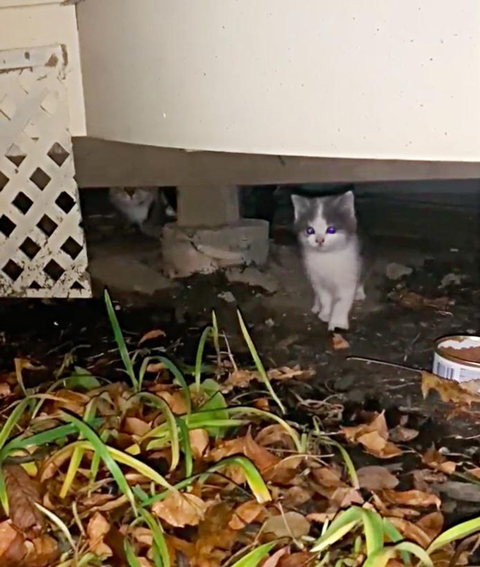 Cat Found with 3 Kittens Under Balcony Decides to Stop Hiding One Day and  Learn to Trust - Love Meow