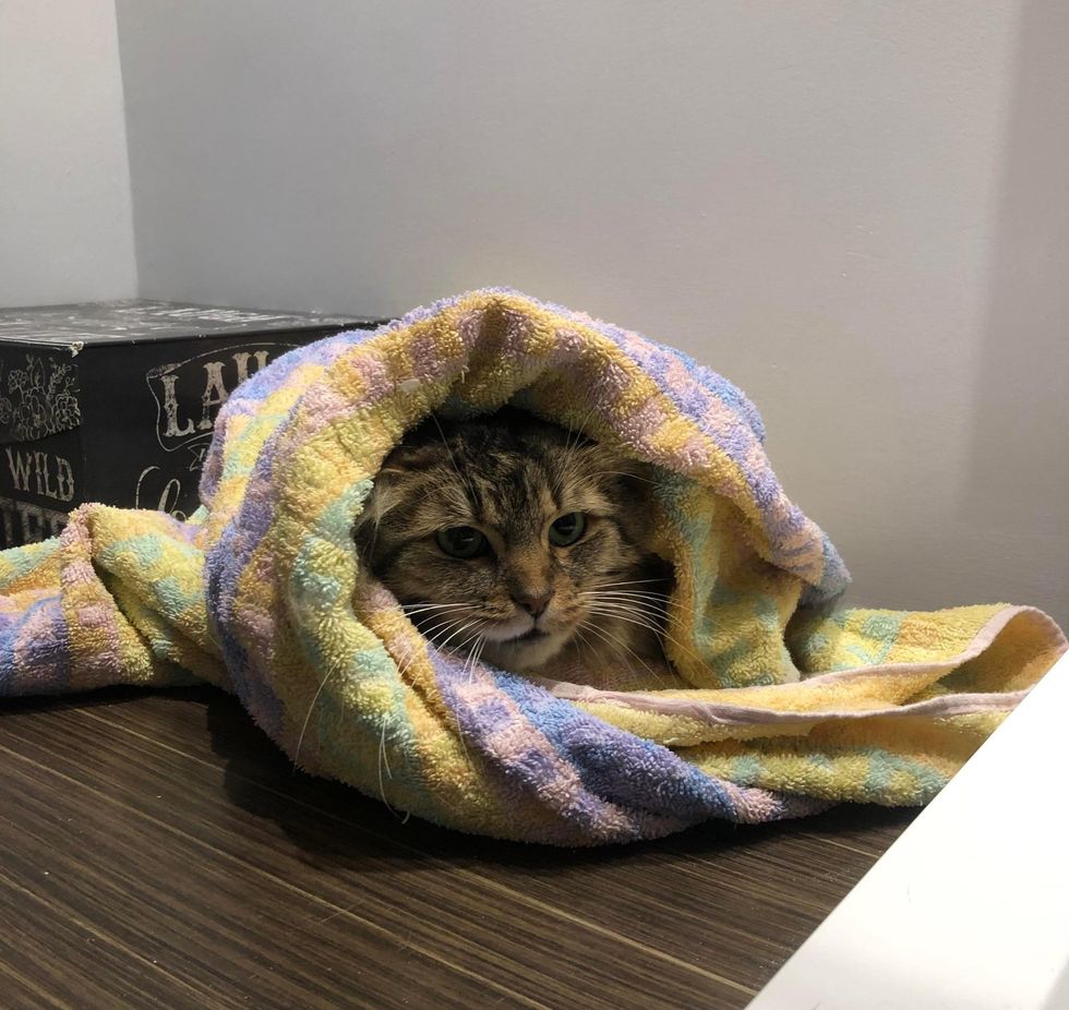 cat purrito