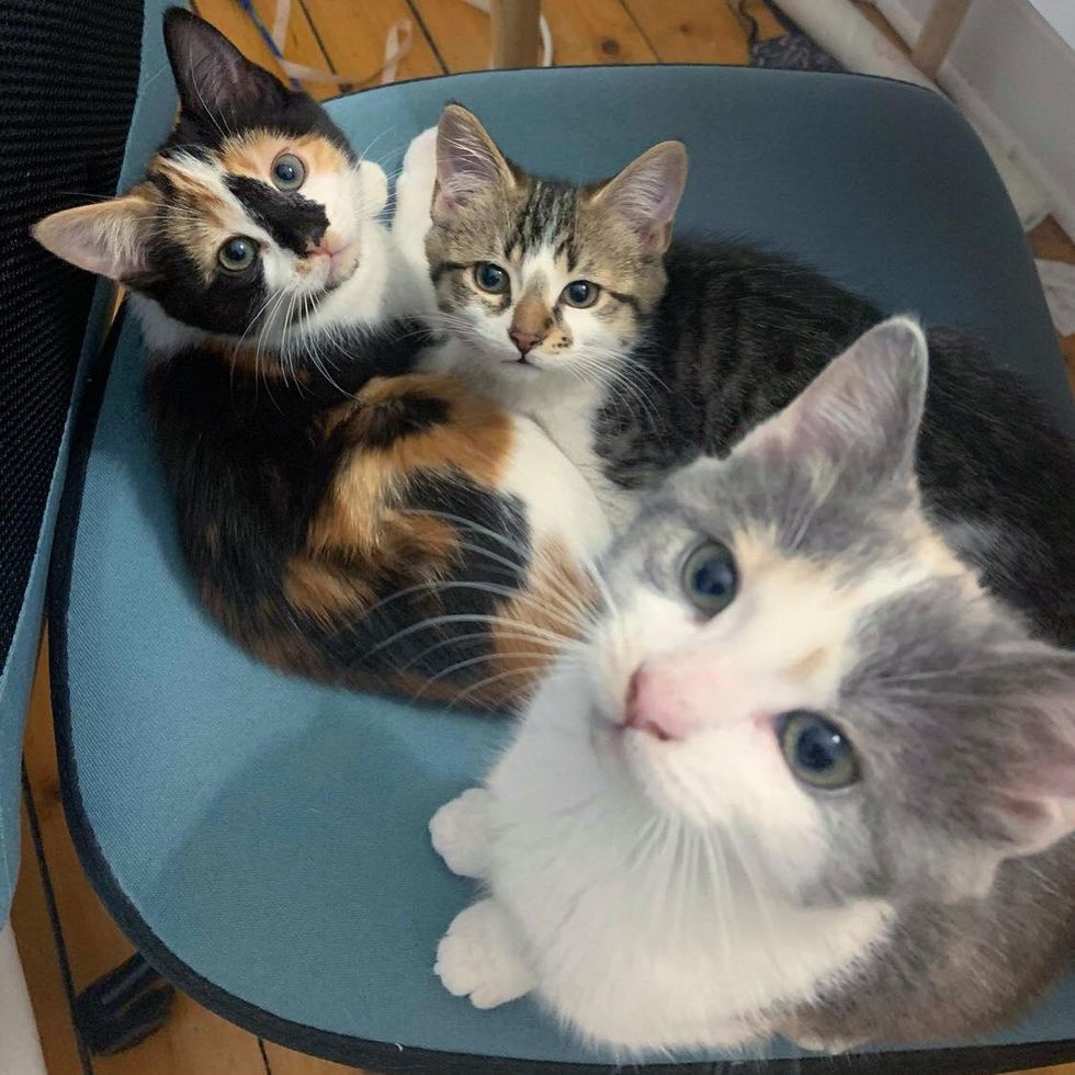 kittens on chair