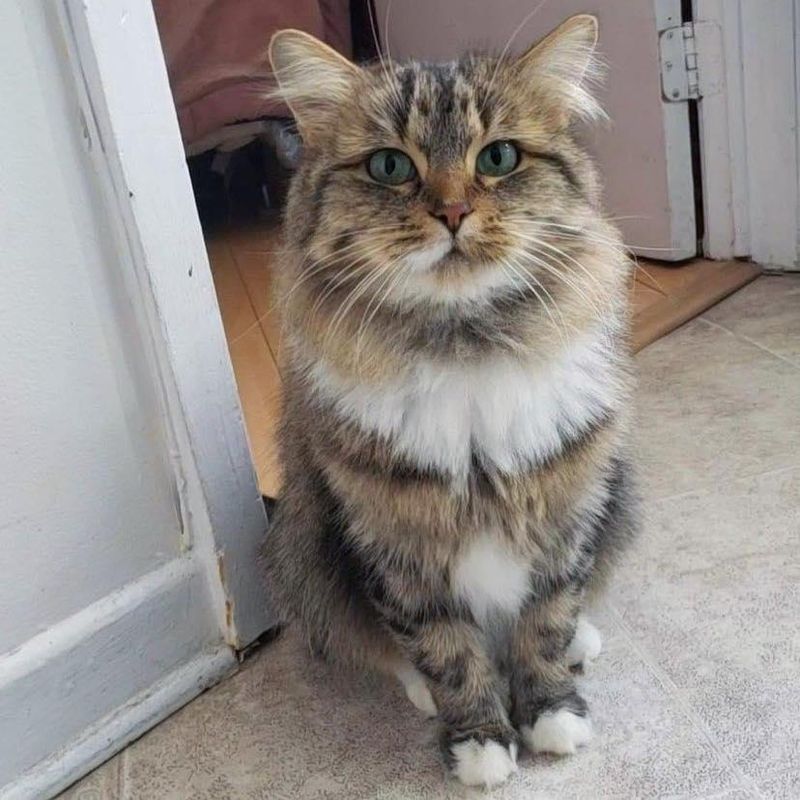 fluffy tabby cat