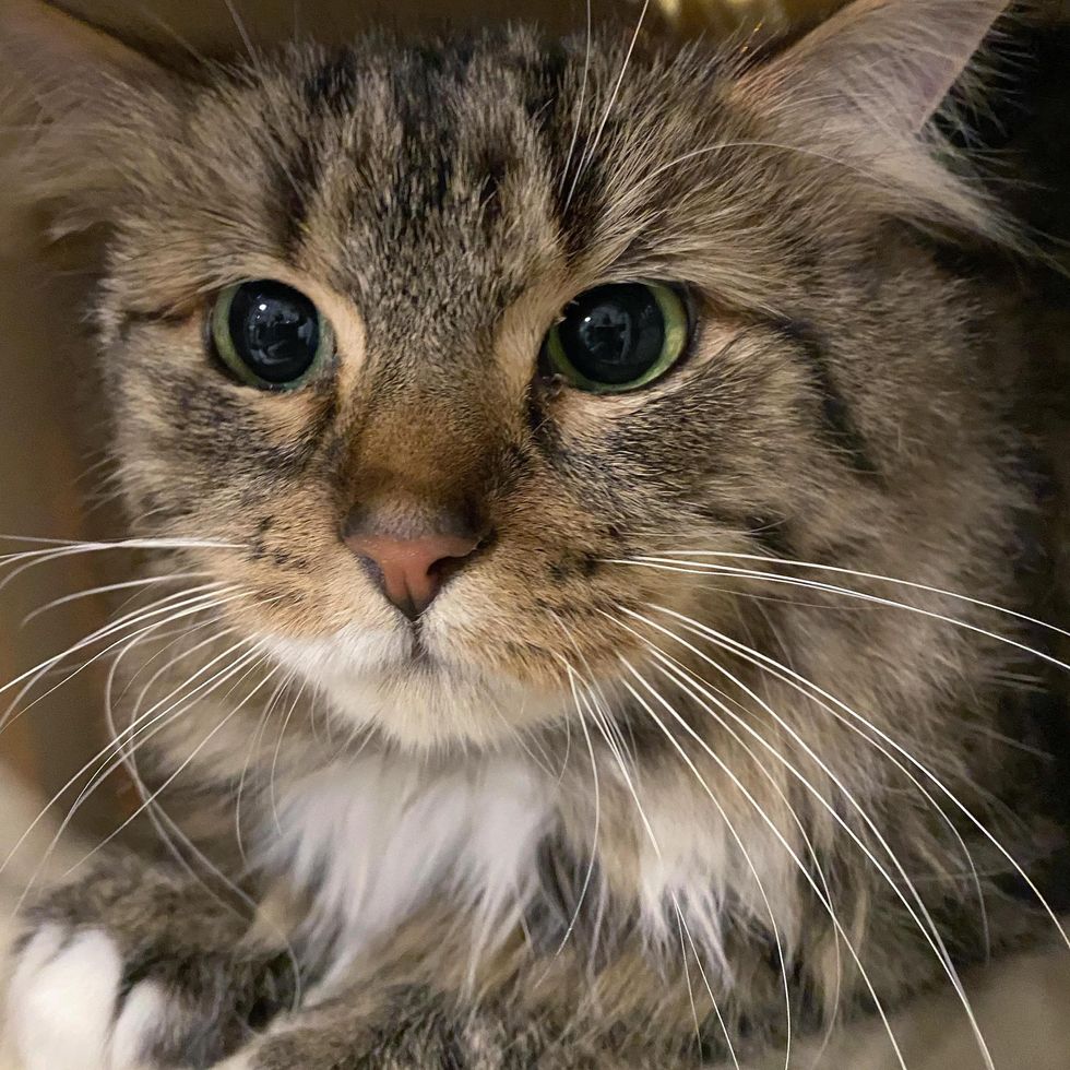 Cat Found with 3 Kittens Under Balcony Decides to Stop Hiding One Day ...