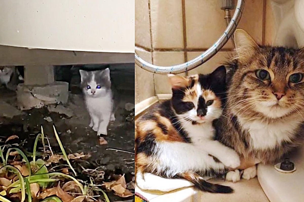 Cat Found with 3 Kittens Under Balcony Decides to Stop Hiding One Day and Learn to Trust