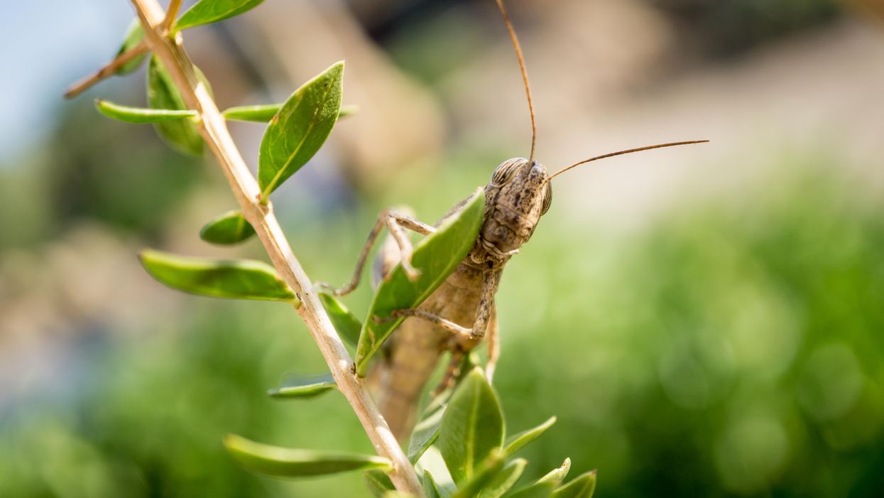 Here's how 'knee-high to a grasshopper' became a Southern saying heard at family reunions everywhere