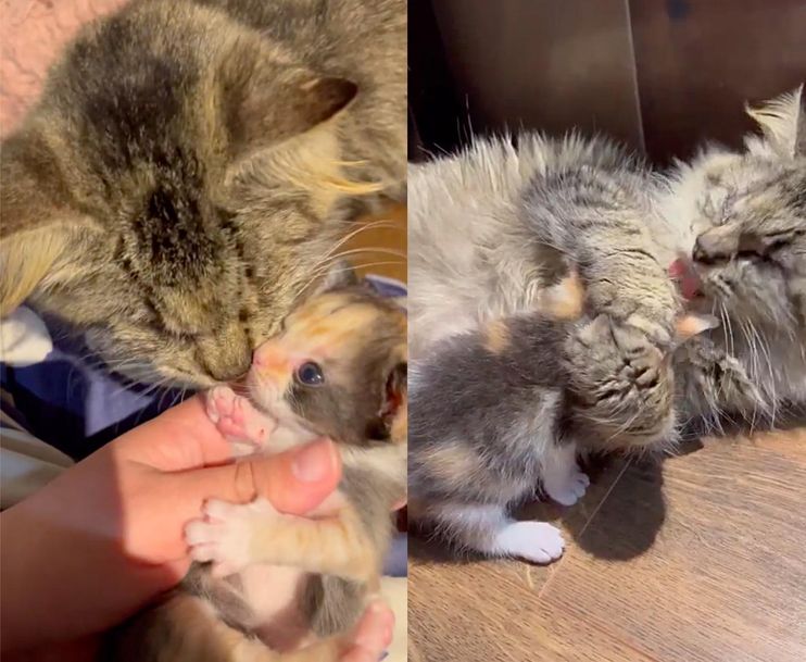 Blind Cat Leads Family to Her Kittens After Seeking Comfortable Home Her  Whole Life - Love Meow
