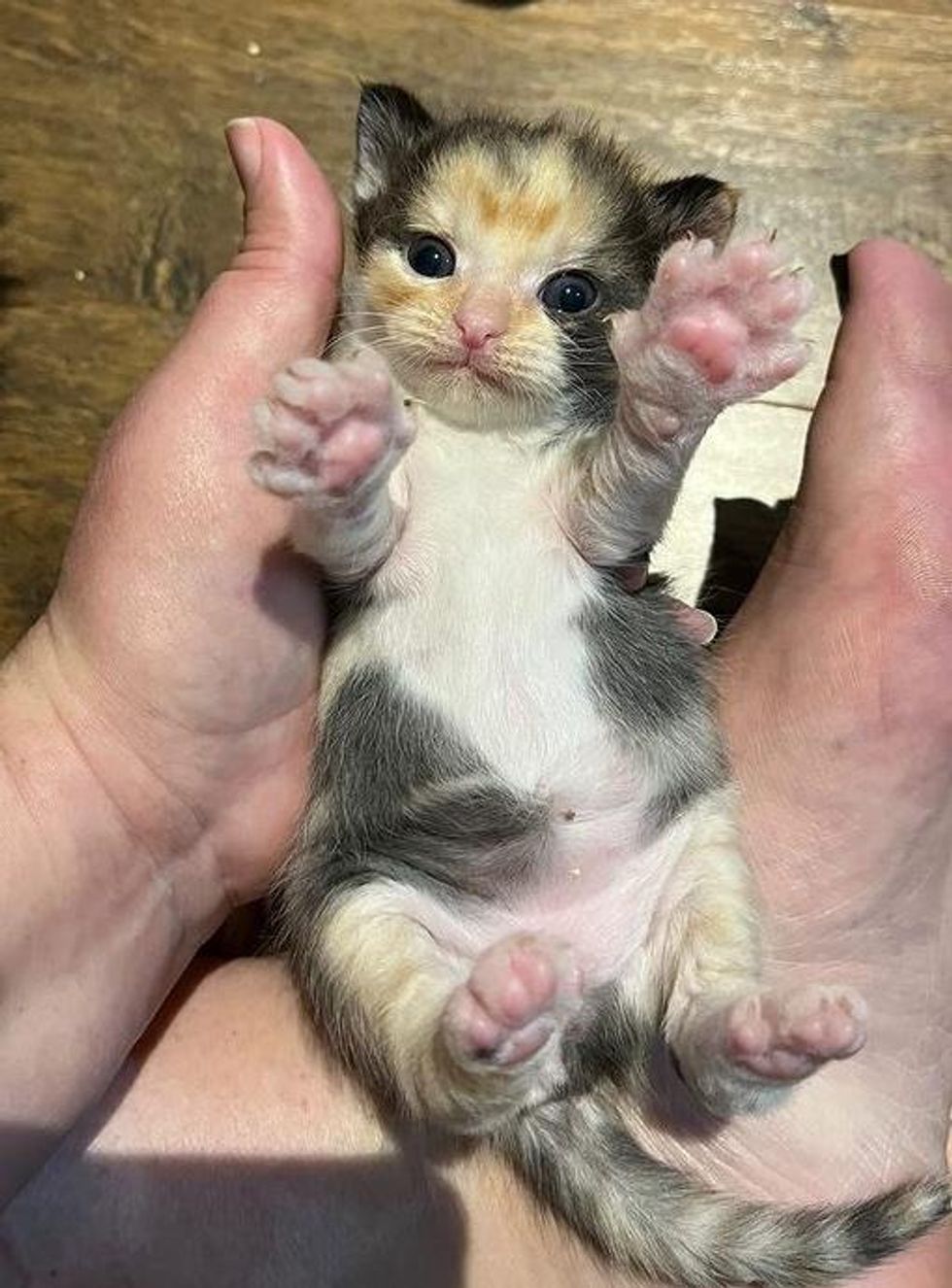 calico kitten