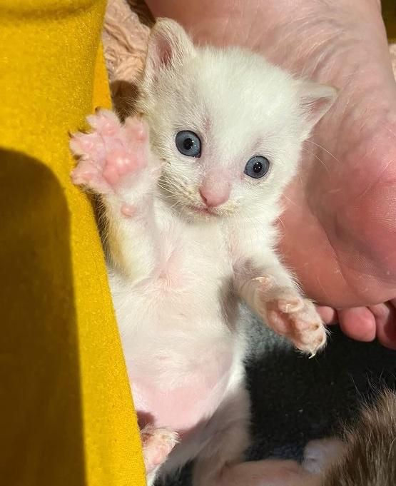 cute white kitten