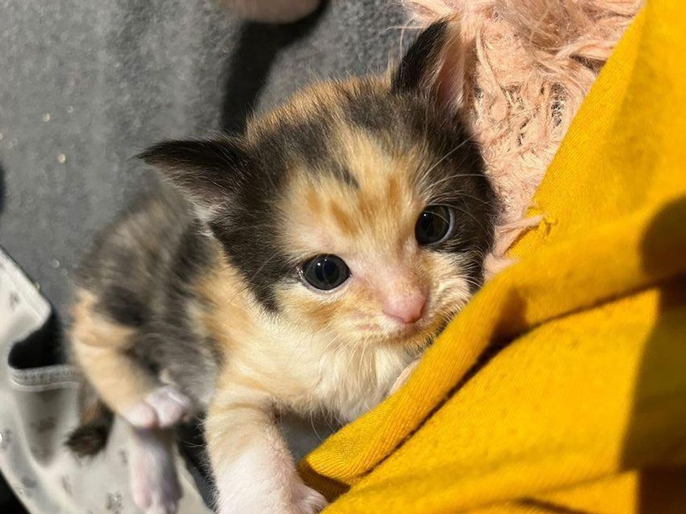 calico kitten