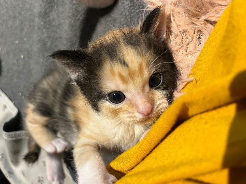 calico kitten