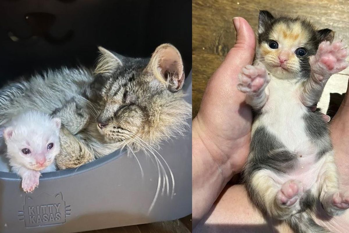 Blind Cat Leads Family to Her Kittens After Seeking Comfortable Home Her Whole Life