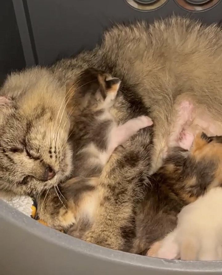 blind cat cuddles kittens