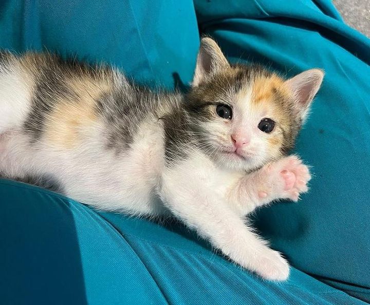 calico kitten paw, lap kitten