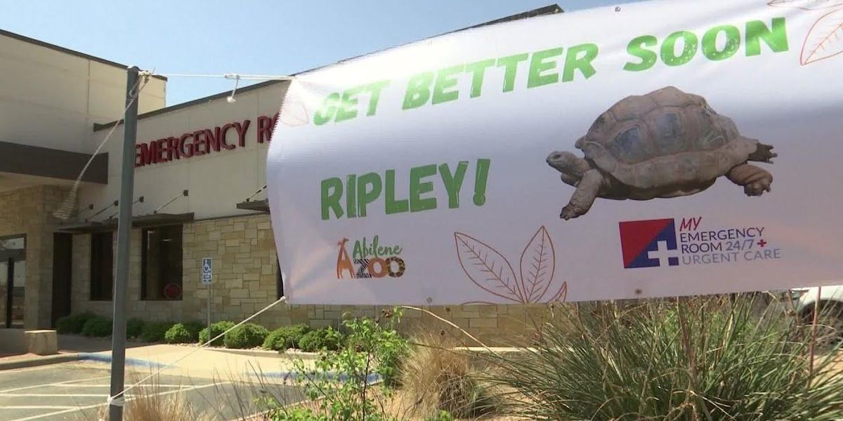 Injured zoo tortoise brought to Texas emergency room for a CT scan It