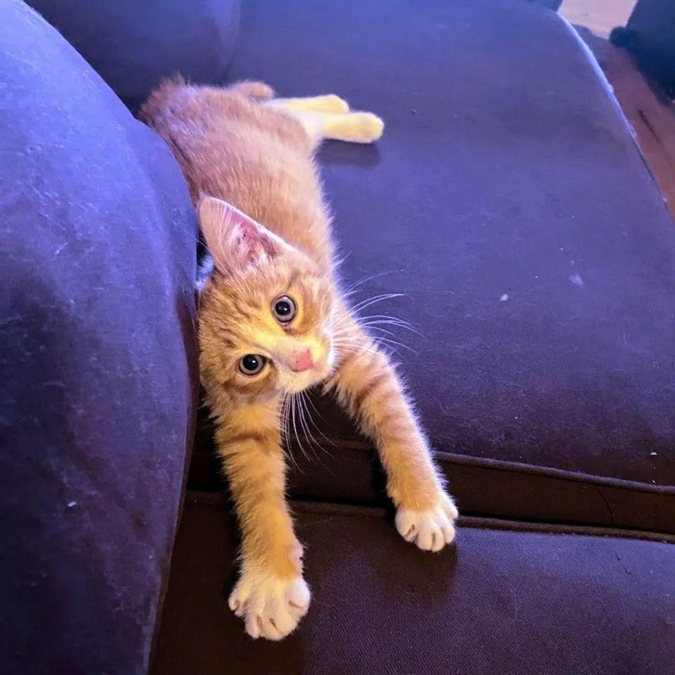 happy kitten couch