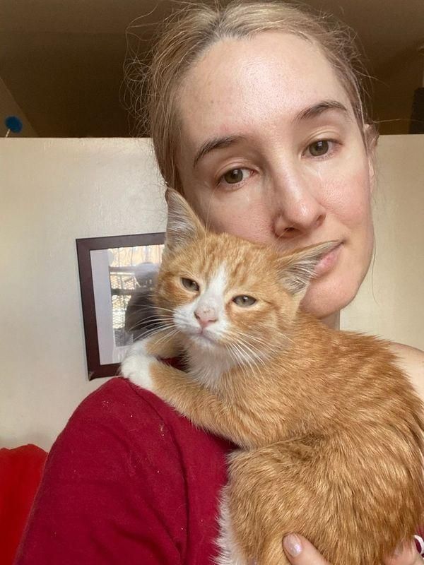 cuddly ginger kitten