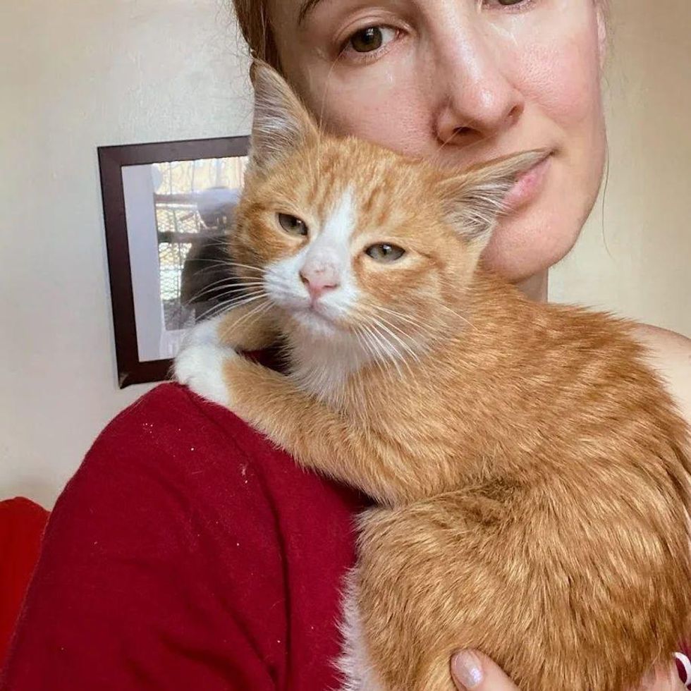 cuddly ginger kitten