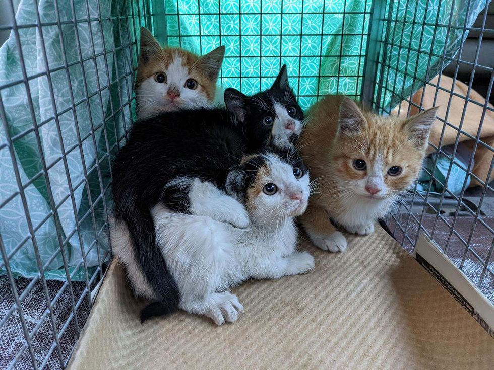 rescued kittens