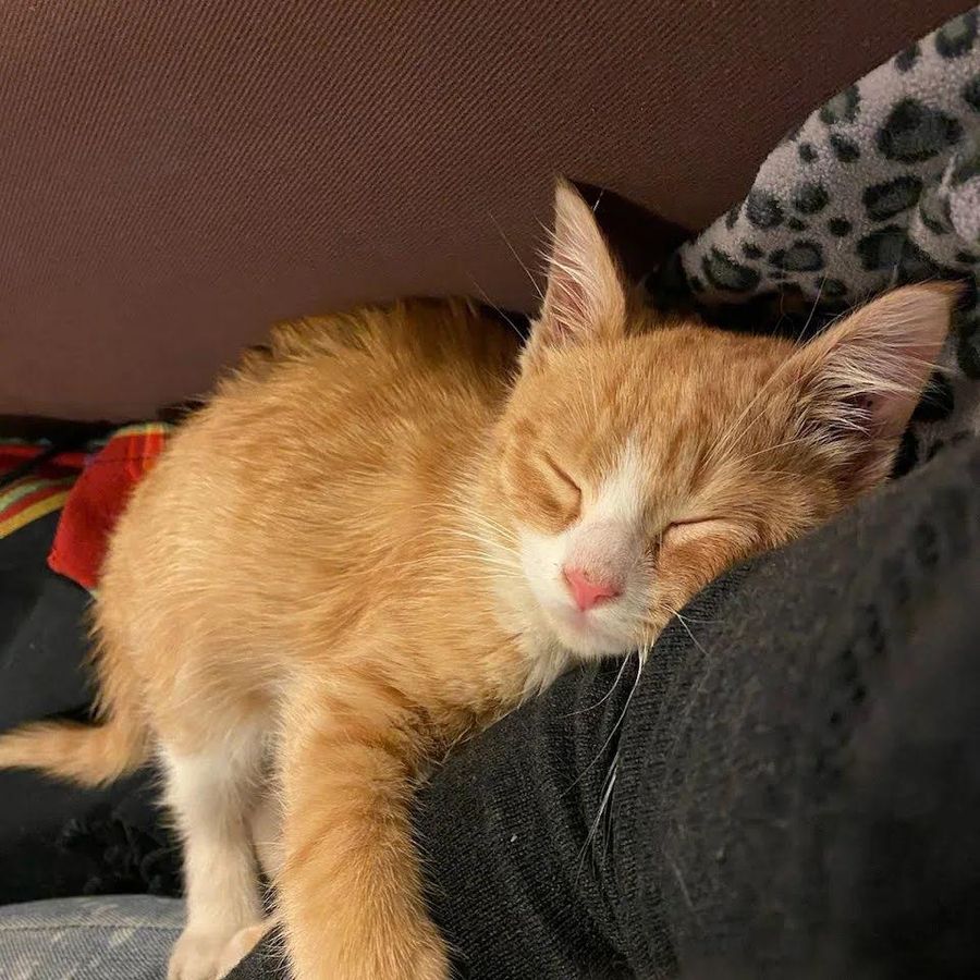 sleeping cuddly kitten