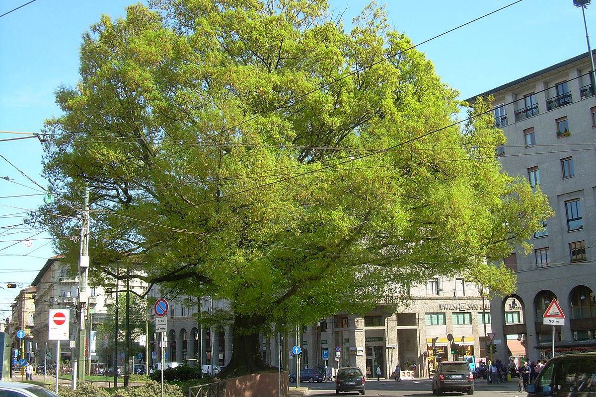 La quercia ultracentenaria di Milano piantata in onore degli alpini caduti