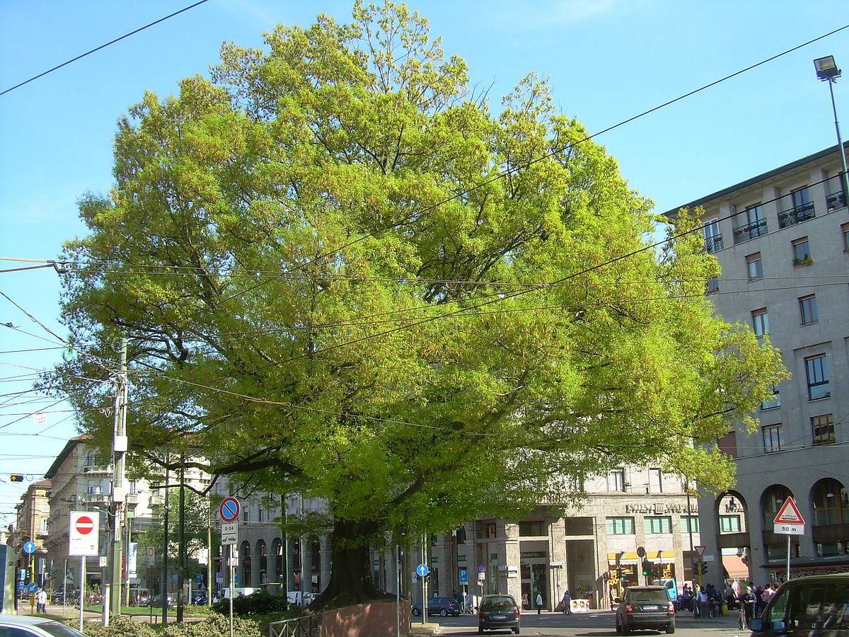 La quercia ultracentenaria di Milano piantata in onore degli alpini caduti