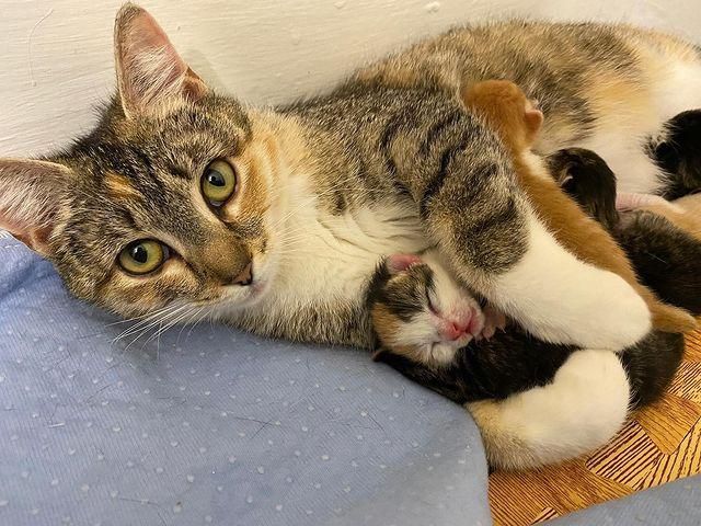 cat hugs kittens