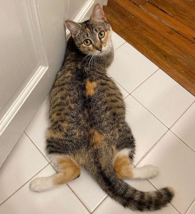 cat splooting