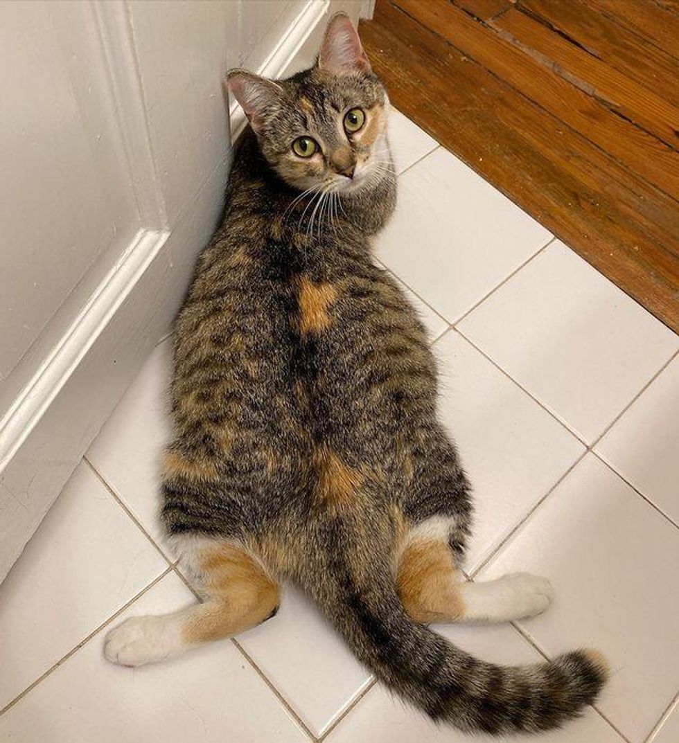 cat splooting