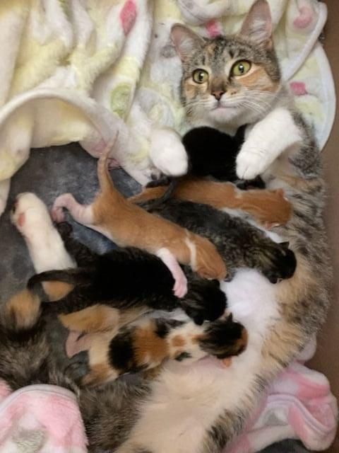 cat nursing kittens