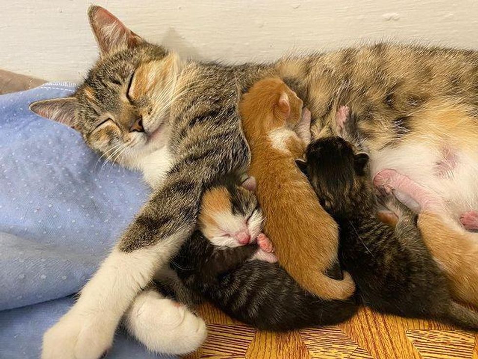 wonderful cat mom