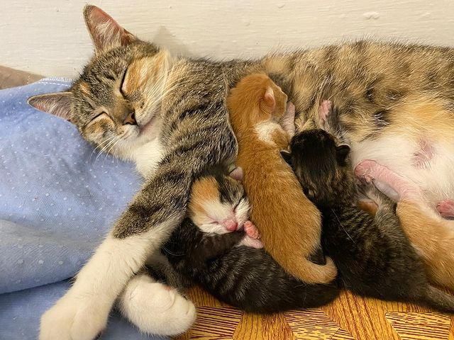 wonderful cat mom