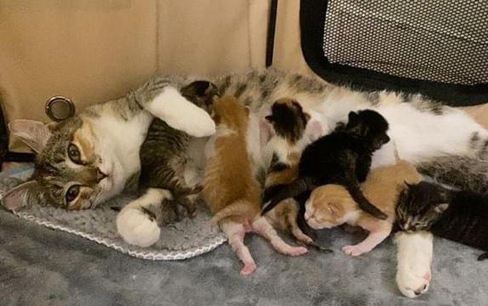 cat nursing kittens