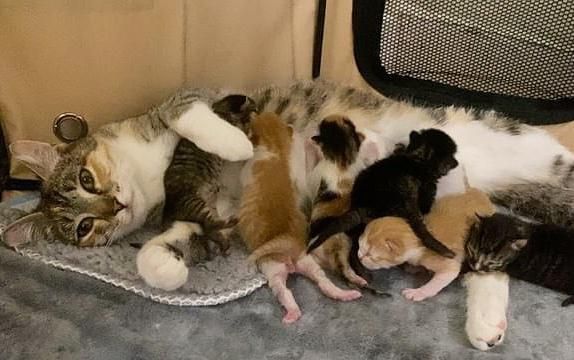 cat nursing kittens